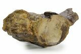 Huge Fossil Mosasaur (Tylosaurus) Vertebra - Texas #377821-1
